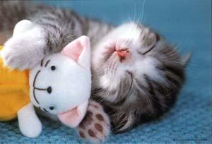 mmiaw miaw miaw miaw miaw miaw miaw  !!!!!!!!!!!!!!!!